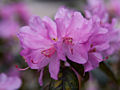 Rhododendron Praecox IMG_5259 Różanecznik